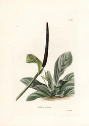 Anthurium nid d