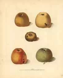 Variétés de pommes, Malus domestica: Franklin