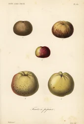 Variétés de pommes
