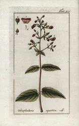 Scrofulaire aquatique (Scrophularia aquatica)