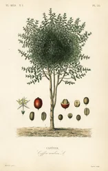 Caféier arabe, Coffea arabica