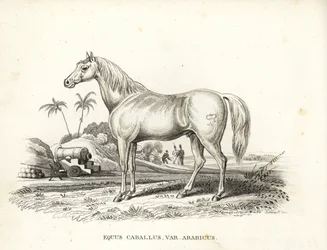 Cheval arabe ou arabe, Equus caballus var. arabicus. Avec la marque de Napoléon sur son flanc et des soldats français et un canon dans un décor de champ de bataille nord-africain. Lithographie colorée à la main tirée de la Galerie d
