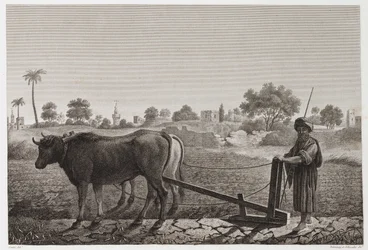 Labourage avec des bœufs, Égypte, vers 1798