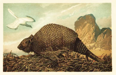 Archaeopteryx lithographica et Panochthus tuberculatus. 1908