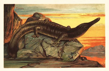 Archegosaurus decheni se prélassant sur un rocher. 1908