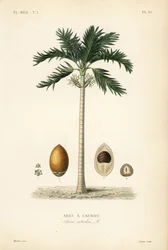 Areca à cachou