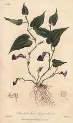 Aristoloche (Aristolochia serpentaria) - Illustration de “Botanique médicale, description des plantes médicinales de Londres, Édimbourg et Dublin” par John Stephenson et James Morss Churchill