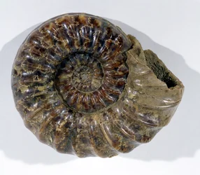 Asteroceras obtusum (Ammonite) trouvée à Lyme Regis, Dorset, Période Jurassique Inférieure