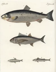 Saumon atlantique, Salmo salar 1, thon, Thunnus species 2, hareng atlantique, Clupea harengus 3, et maquereau atlantique, Scomber scombrus 4. Gravure sur cuivre coloriée à la main de Bilderbuch fur Kinder de Friedrich Johann Bertuch