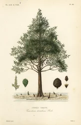 Cyprès chauve
