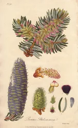 Sapin baumier (Abies balsamea) - Illustration de “Botanique médicale, description des plantes médicinales de Londres, Édimbourg et Dublin” par John Stephenson et James Morss Churchill