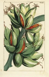 Banane poussant verticalement sur la branche, Musa sapientum