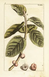 Branche de figuier banyan avec fruit, Ficus benghalensis