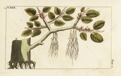Figuier banyan avec racines aériennes, Ficus benghalensis