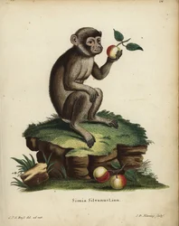 Macaque berbère, Macaca sylvanus