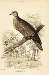 Tourterelle domestique, Streptopelia risoria