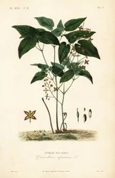 Épimède des Alpes