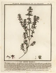 Thym basilic, Clinopodium acinos