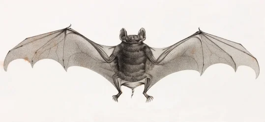 Chauves-souris en Égypte