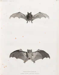 Chauves-souris en Égypte