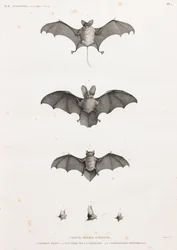 Chauves-souris en Égypte