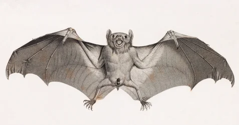 Chauves-souris en Égypte