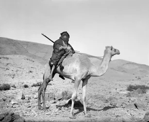 Bédouin à dos de chameau, vers 1936