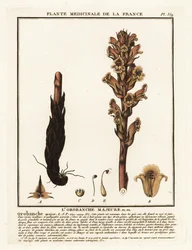 Orobanche caryophyllacea
