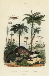 Fouine, Martes foina, perce-oreille, Forficula auricularia, et variétés de fougères, espèces de Filices
