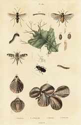 Coléoptère, tenthrède et coquilles de lampe