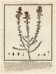Bruyère cendrée, Erica cinerea