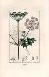 Berce ou charavie - Gravure par Lambert fils, d