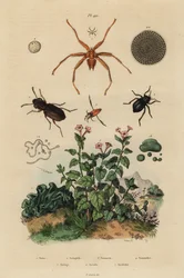 Coléoptère aux grands yeux, Notiophilus biguttatus, nageur de dos, espèces de Nononecta, fossile de nummulite, coléoptère noir, espèces de Nyctelia, mouche chauve-souris, espèces de Nycteribia