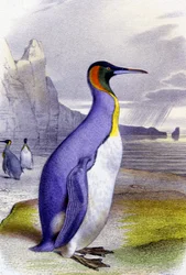 Grand pingouin, vers 1850 (lithographie)