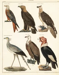 Oiseaux de proie (lithographie)