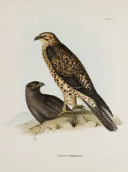 Oiseaux de proie, Îles Galápagos, vers 1832-1836