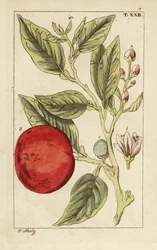 Orange amère ou orange de Séville, Citrus x aurantium