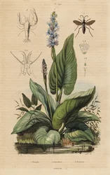 Guêpe araignée à bandes noires, Anoplius viaticus 1, pontédérie, Pontederia cordata 2, et crevette gardienne, Anchistus custos 3