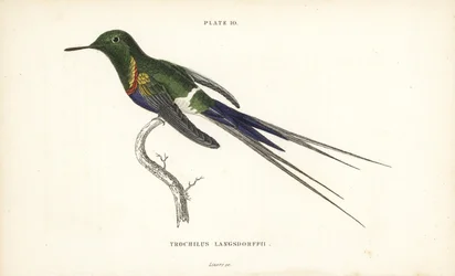 Colibri à ventre noir, Discosura langsdorffi (Colibri de Langsdorff, Trochilus langsdorffii)