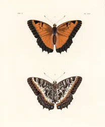 Charaxes à bord noir, Charaxes pollux, face supérieure 1, face inférieure 2. Lithographie coloriée à la main de la nouvelle édition par John O. Westwood des „Illustrations of Exotic Entomology“ de Dru Drury, Bohn, Londres