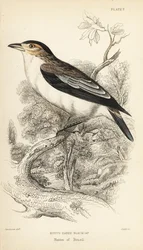 Tityre à couronne noire, Tityra inquisitor (Tityre à oreilles rousses, Psaris erythrogenys). Gravure sur acier coloriée à la main par William Lizars d