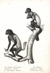Ouakari à tête noire, Cacajao melanocephalus ouakary (Brachyurus ouakari) et saki barbu à dos brun, Chiropotes israelita (Brachyurus israelita). Lithographie par Karl Joseph Brodtmann de l