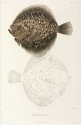 Turbot de la mer Noire