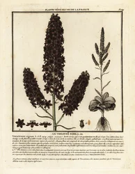 Vératre noir, Veratrum nigrum.