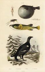 Tétras lyre, poisson-globe et criquet.