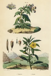 Jusquiame noire, Hyoscyamus niger 1, et onagre du Pérou, Ludwigia peruviana 2
