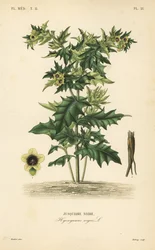 Jusquiame noire ou morelle fétide, Hyoscyamus niger, Jusquiame noire