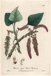 Peuplier noir ou franc, liard ou piboule (Populus nigra) - Planche botanique d