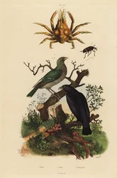Oriole noir, Oriolus hosii 1, oriole vert, Oriolus flavocinctus 1a, crabe-araignée à quatre cornes, Pisa tetraodon 2, charançon, espèce Pissodes 3