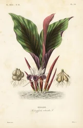 Zédoaire